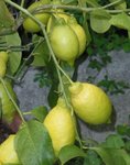 citronnier jaune 5.jpg