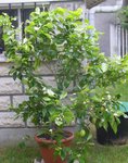 citronnier jaune euréka 6.jpg