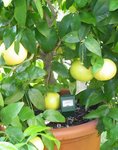 pomelo 14.jpg