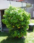 pomelo 16.jpg