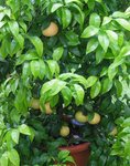 pomelo 17.jpg