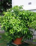 pomelo 18.jpg