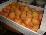 abricots pour confitures.jpg