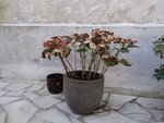 Voilà l'hortensia concerné