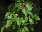 IMG_3179r.JPG