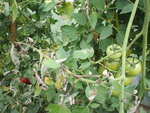 DSCF2433.JPG