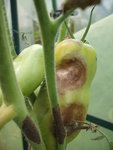 DSCF2435.JPG