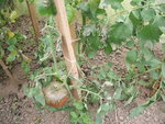 DSCF2437.JPG