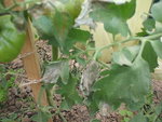 DSCF2438.JPG
