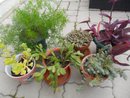 plante.jpg