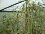DSCF2440.JPG