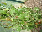 DSCF2444.JPG