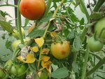 DSCF2445.JPG
