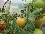 DSCF2446.JPG