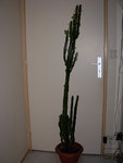 cactus .JPG
