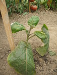 DSCF2441.JPG