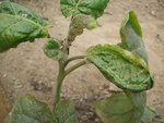 DSCF2442.JPG