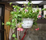 juin2008 005.jpg