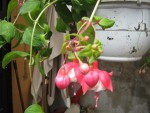juin2008 006.jpg