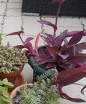 plantes.jpg
