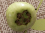 tomate.png