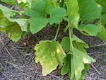 courgettes  31juillet -01.jpg