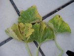 courgettes   31 juillet _01.jpg