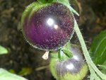 tomate bleue.jpg