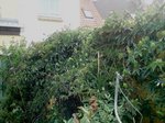 mur opposé a la tonnelle