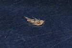 Parasite detache de la feuille