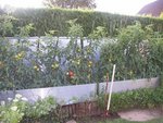 juillet 2011 079 (Small).JPG