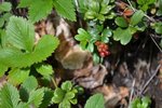 La plante avec les fruits rouges (ce ne sont pas de jeunes pousses de myrtilles)