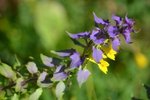 Les fleurs sont jaunes mais les jeunes pousses de feuilles sont violettes devant vertes à maturité.