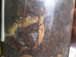 IMG00401-20110801-1103.jpg