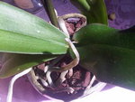 IMG00398-20110801-1103.jpg