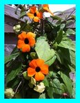 Thunbergia aux belles fleurs oranger