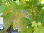 Maladie vigne 1.JPG