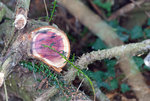 arbre-tronc.jpg