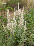 plante-1.jpg