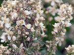 plante-1b.jpg
