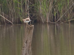 oiseau-1.jpg
