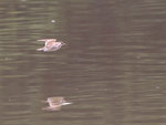 oiseau-1-1.jpg