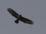 DSC_5806.jpg