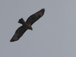DSC_5807.jpg