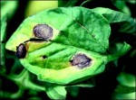 la tige présente une marque grise, bien délimitée, et les feuilles ce genre de tache! mon traitement curatif  à fait effet. avant arrachage des 3 plants  ,les taches sont devenues sèchent et cassantes ,preuve que la maladie était bloqué!