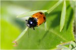 insecte01.jpg