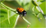 insecte2.jpg