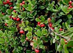 800px-Arctostaphylos-uva-ursi.jpg