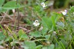 Micro-fleur
