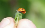 Larve coccinelle 07.jpg